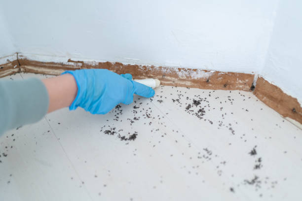 Best Rat Extermination Near Me  in Bude, MS